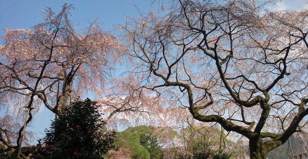 醍醐寺の桜