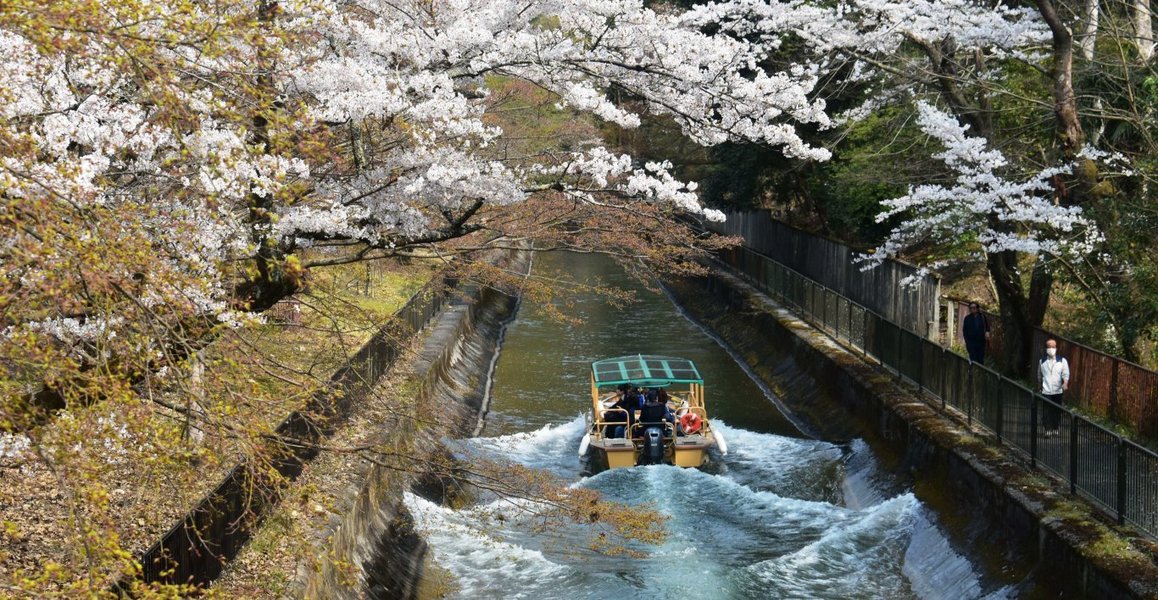 山科疎水のソメイヨシノ