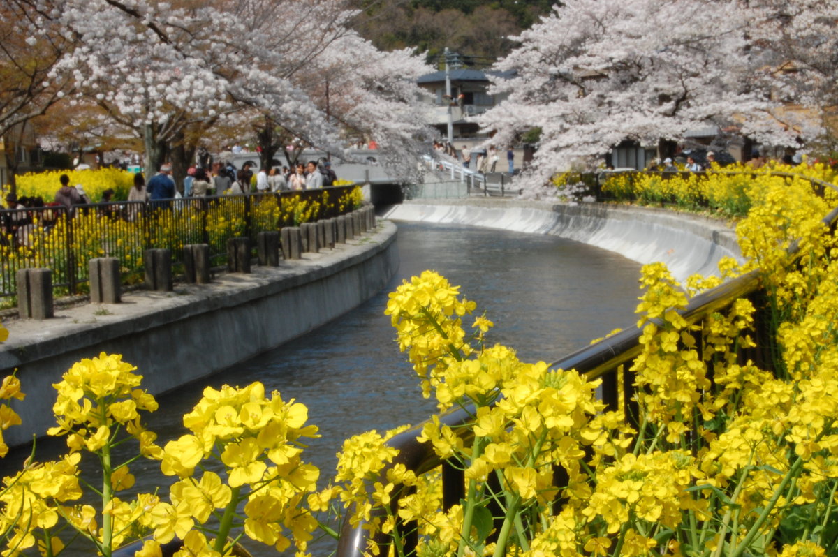 山科疎水のソメイヨシノ