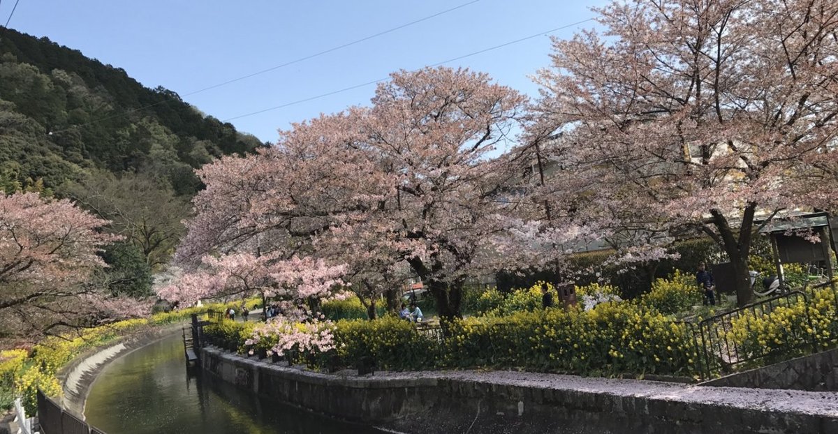 山科疎水のソメイヨシノ