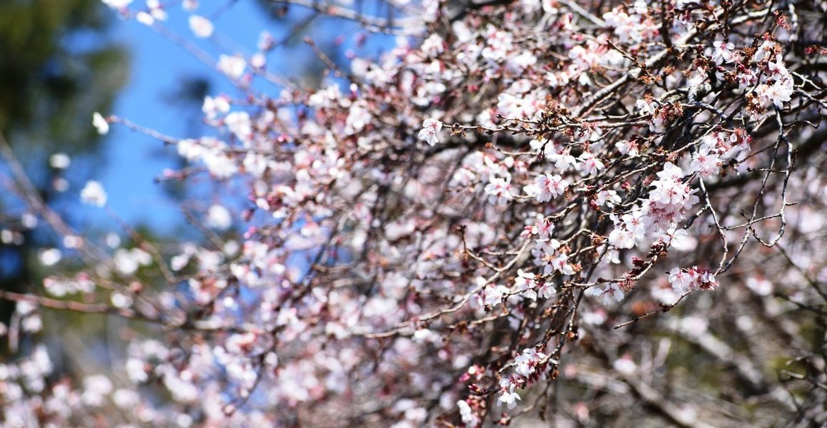 宇治市植物公園の桜