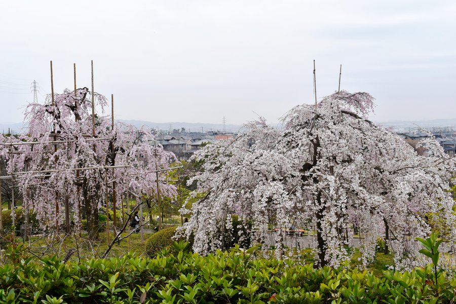 宇治市植物公園の桜