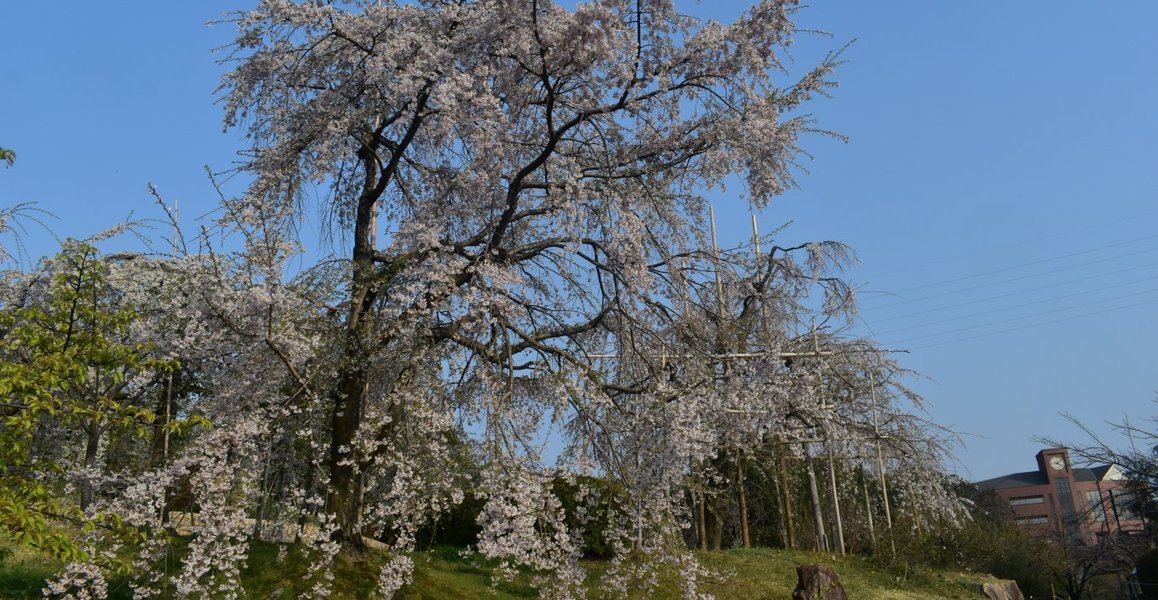 宇治市植物公園の桜