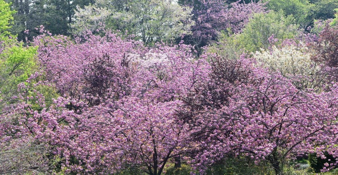 宇治市植物公園の桜