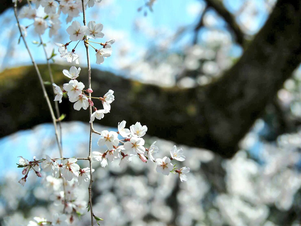 近衛邸跡の糸桜