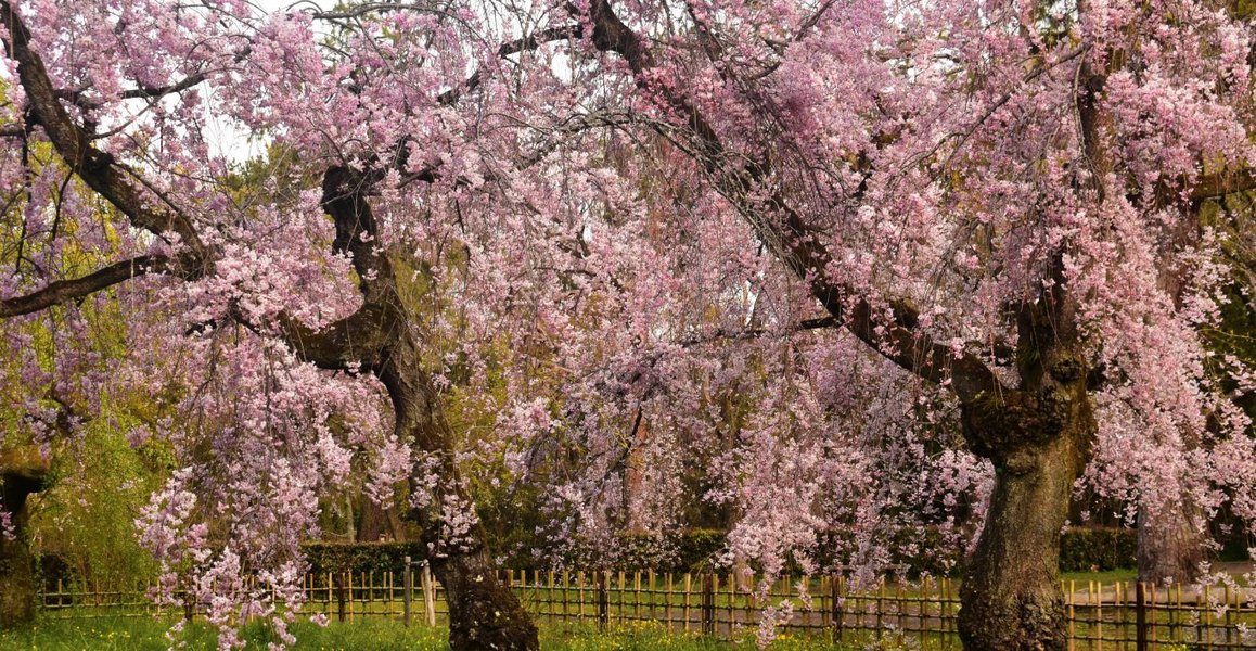 近衛邸跡の八重紅枝垂桜