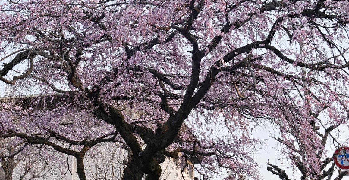 有栖館の枝垂桜