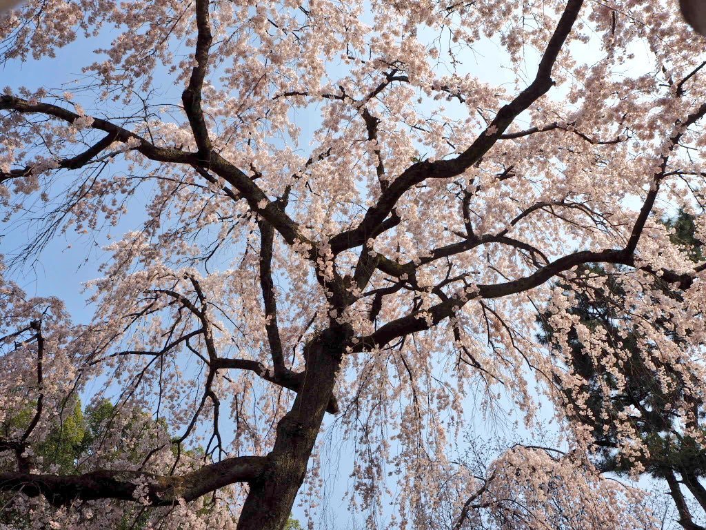 有栖館の枝垂桜