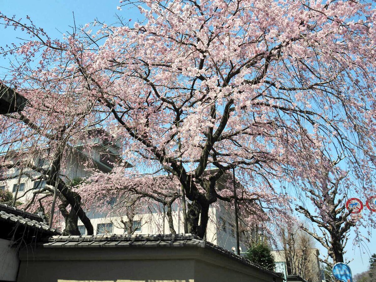 有栖館の枝垂桜