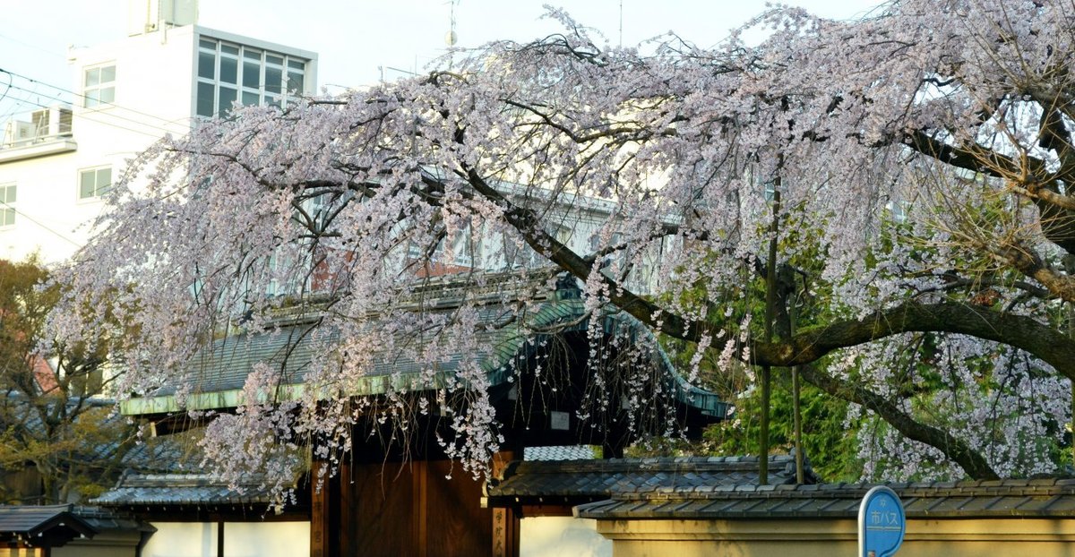 有栖館の枝垂桜