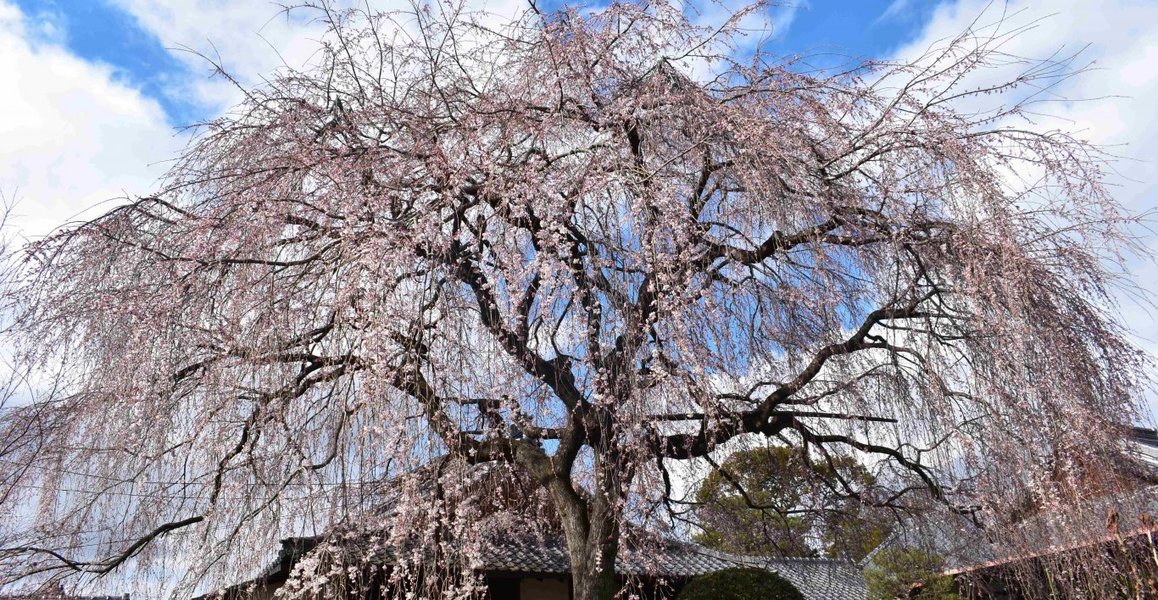 本満寺の枝垂桜