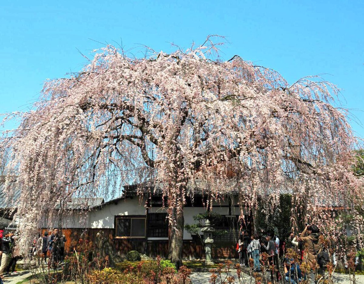 本満寺の枝垂桜