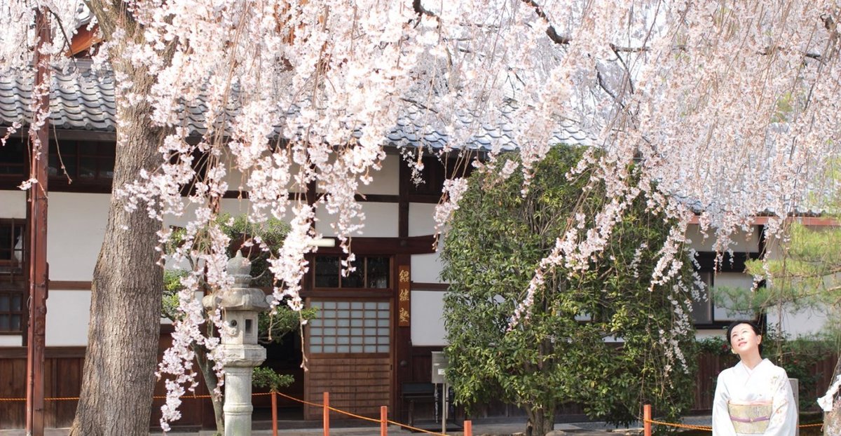 本満寺の枝垂桜