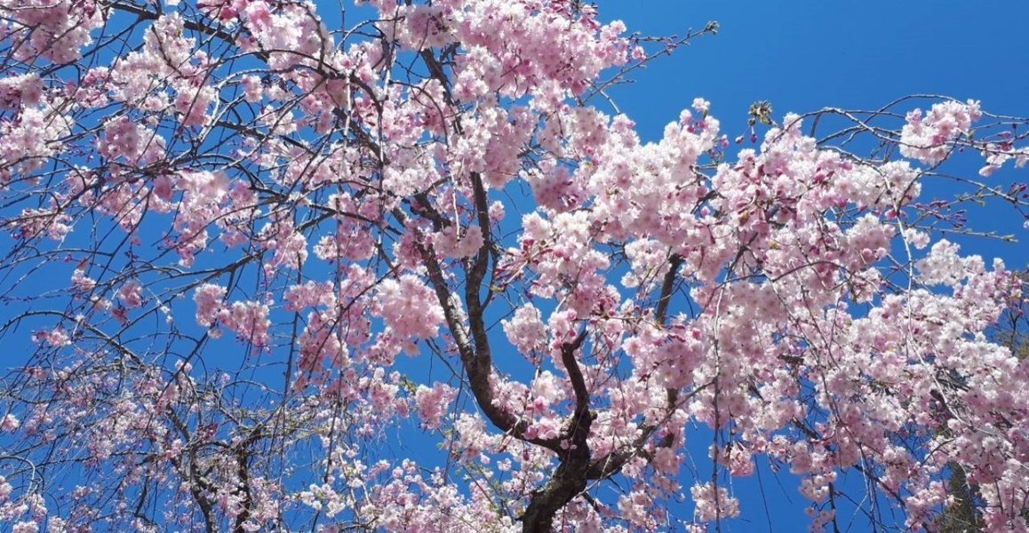 近衛邸跡の八重紅枝垂桜