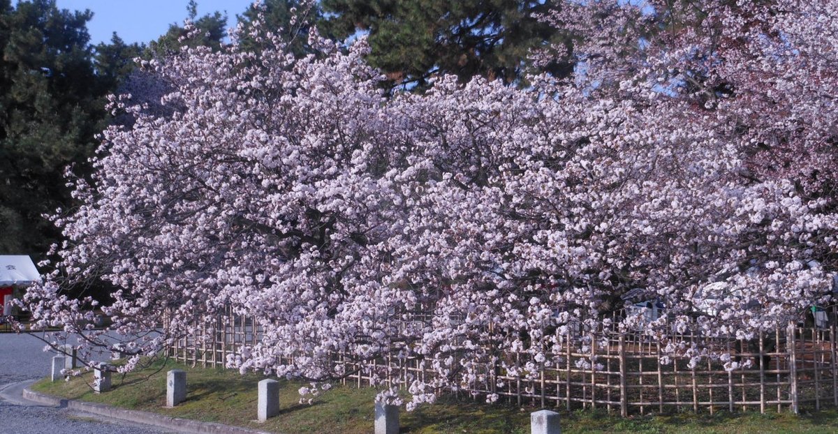 京都御苑の桜