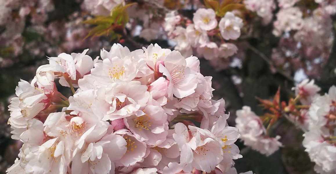 二条城の桜