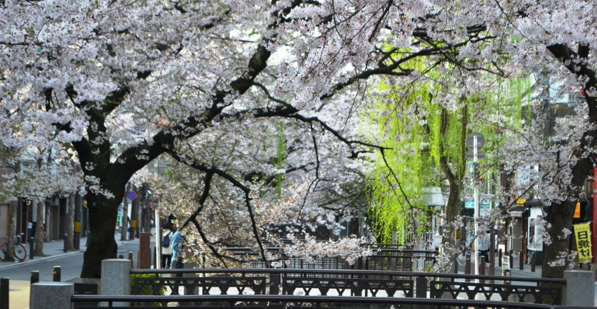 高瀬川の桜