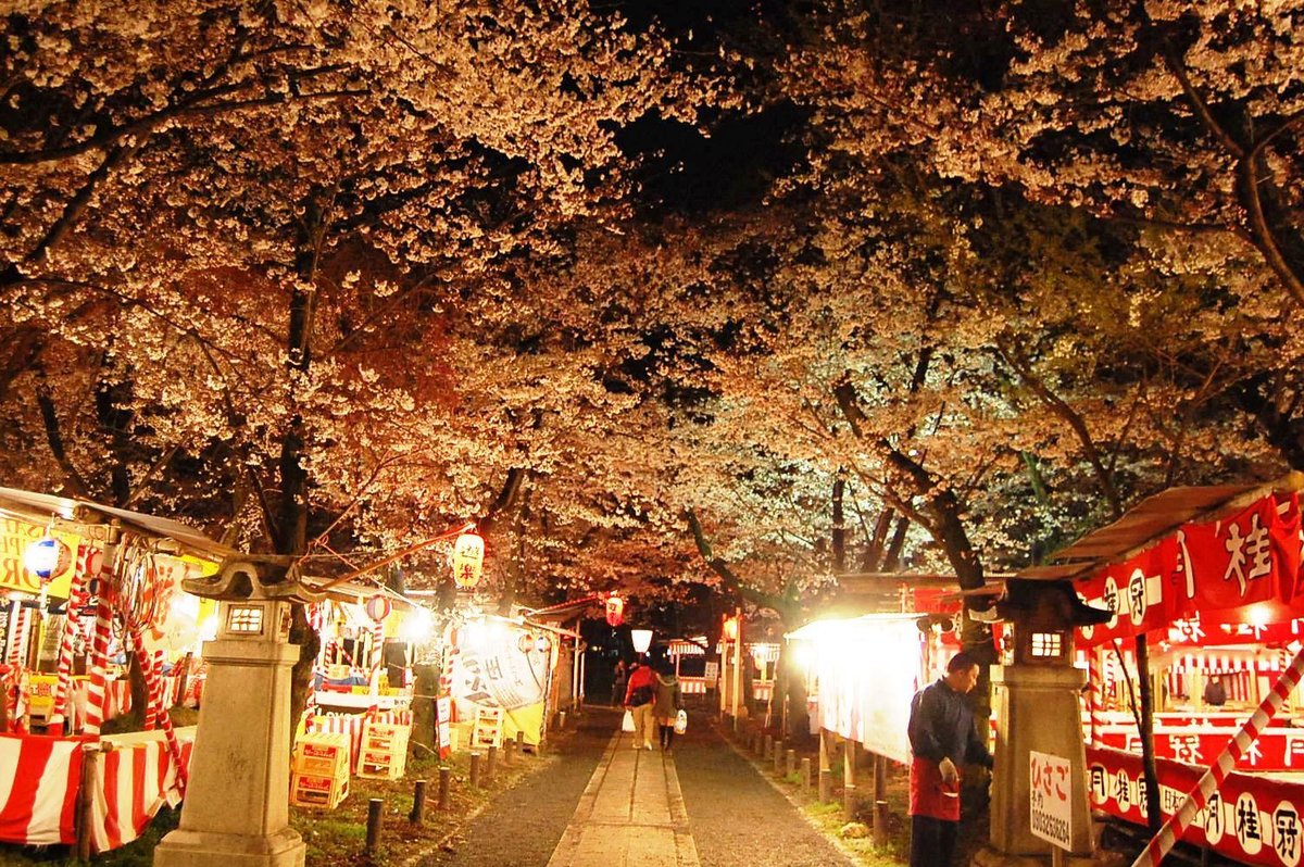 平野神社の桜