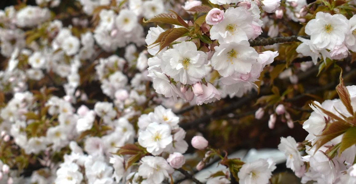 平野神社の桜