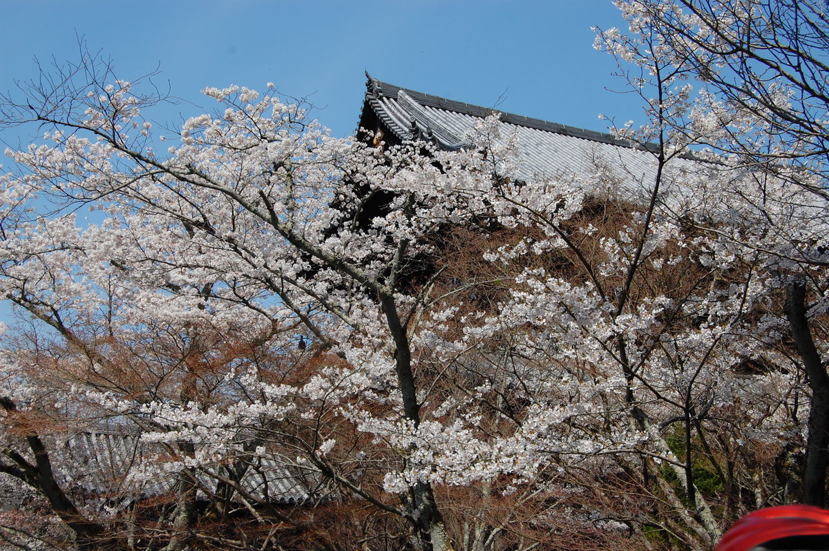 南禅寺の桜