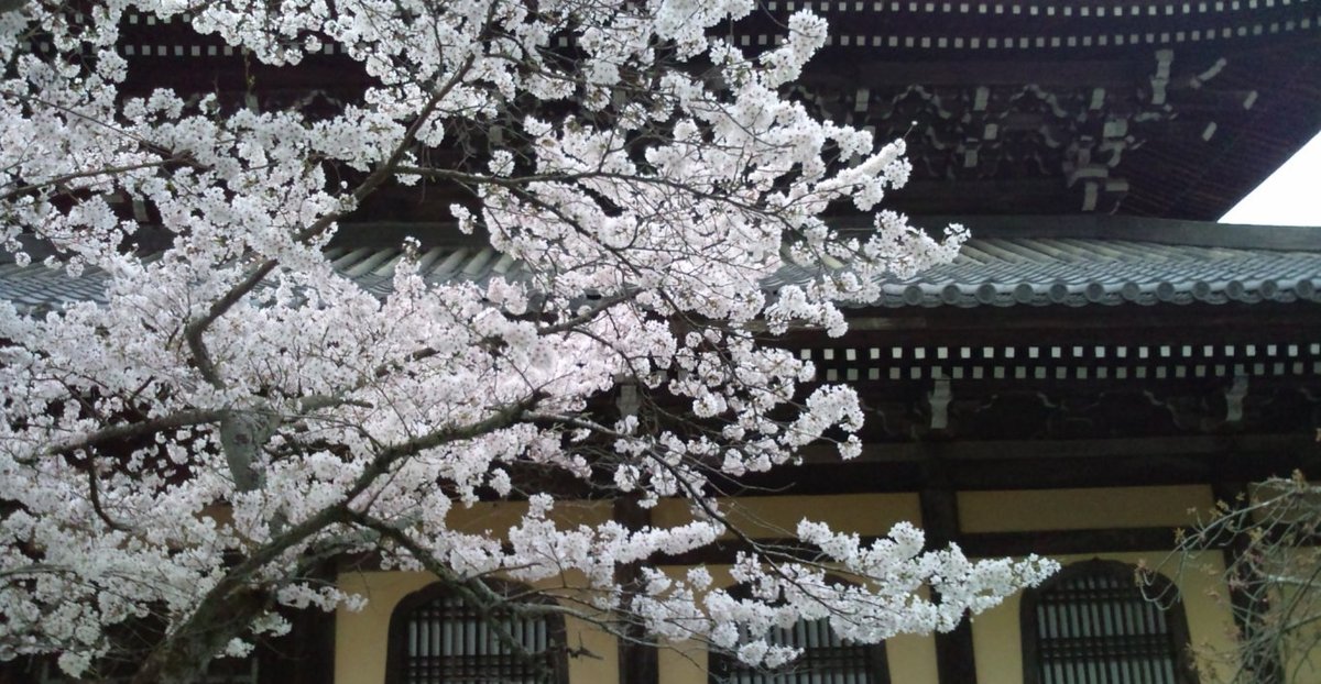 南禅寺の桜