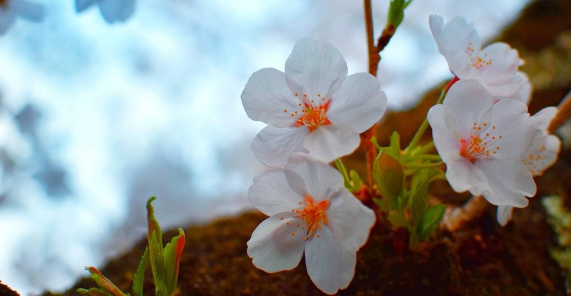 哲学の道の桜