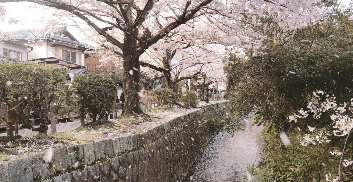 哲学の道の桜