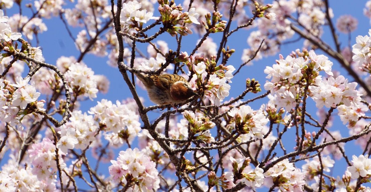 哲学の道の桜