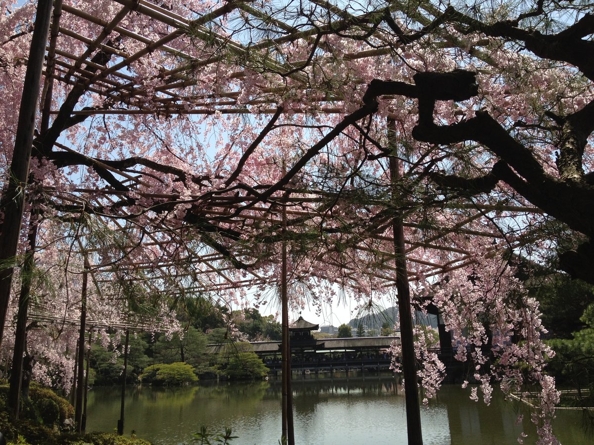 平安神宮の八重紅枝垂桜