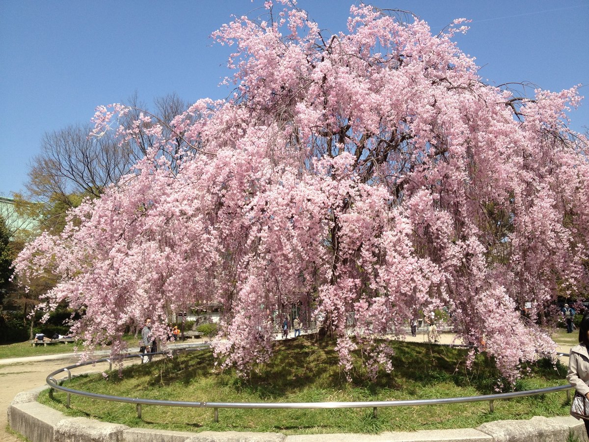 平安神宮の八重紅枝垂桜