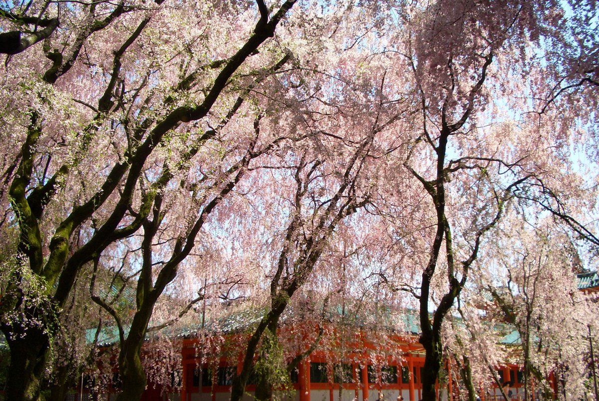 平安神宮の八重紅枝垂桜