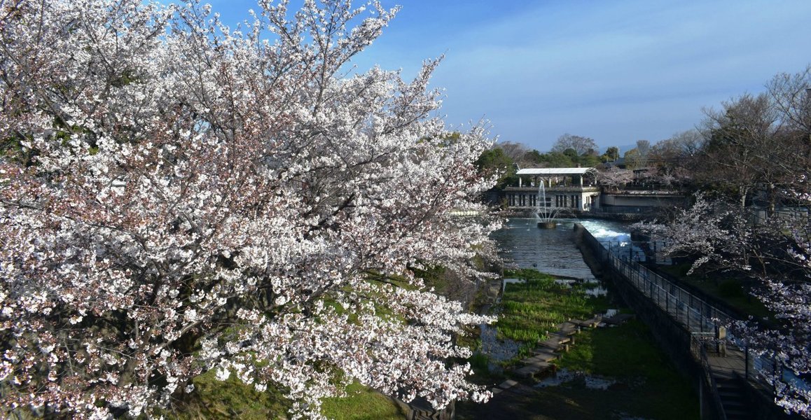 インクラインの桜