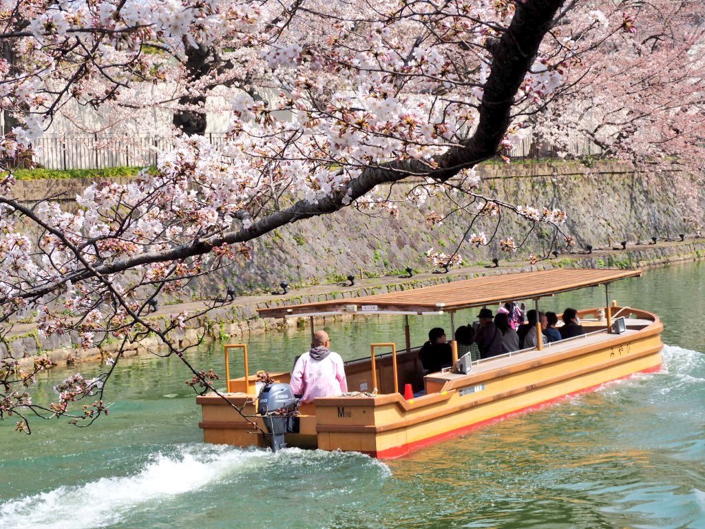 岡崎疎水の桜