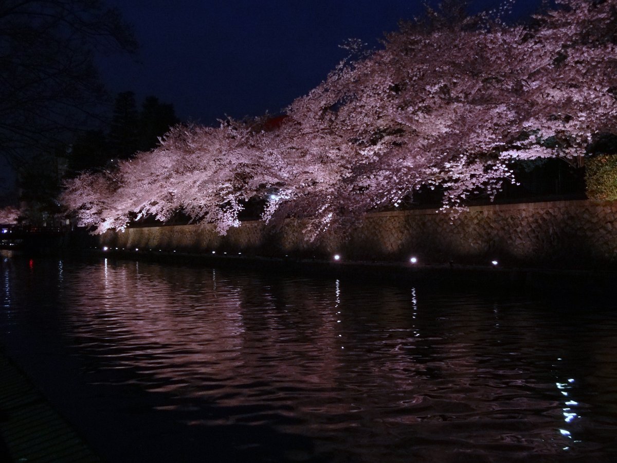 岡崎疎水の桜