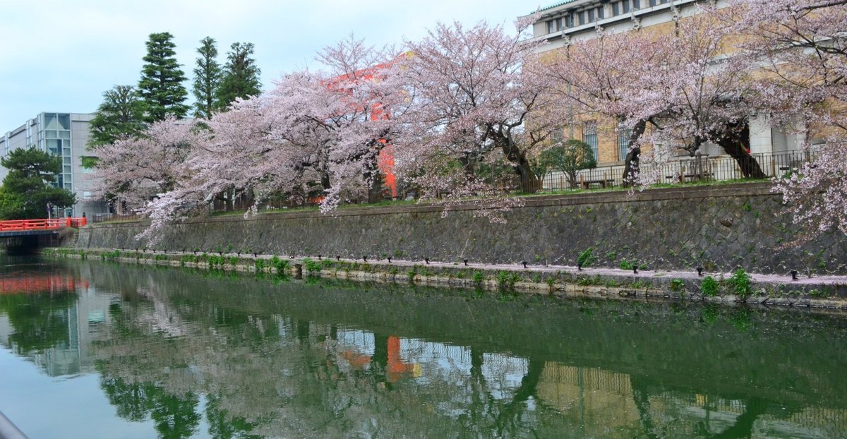 岡崎疎水の桜