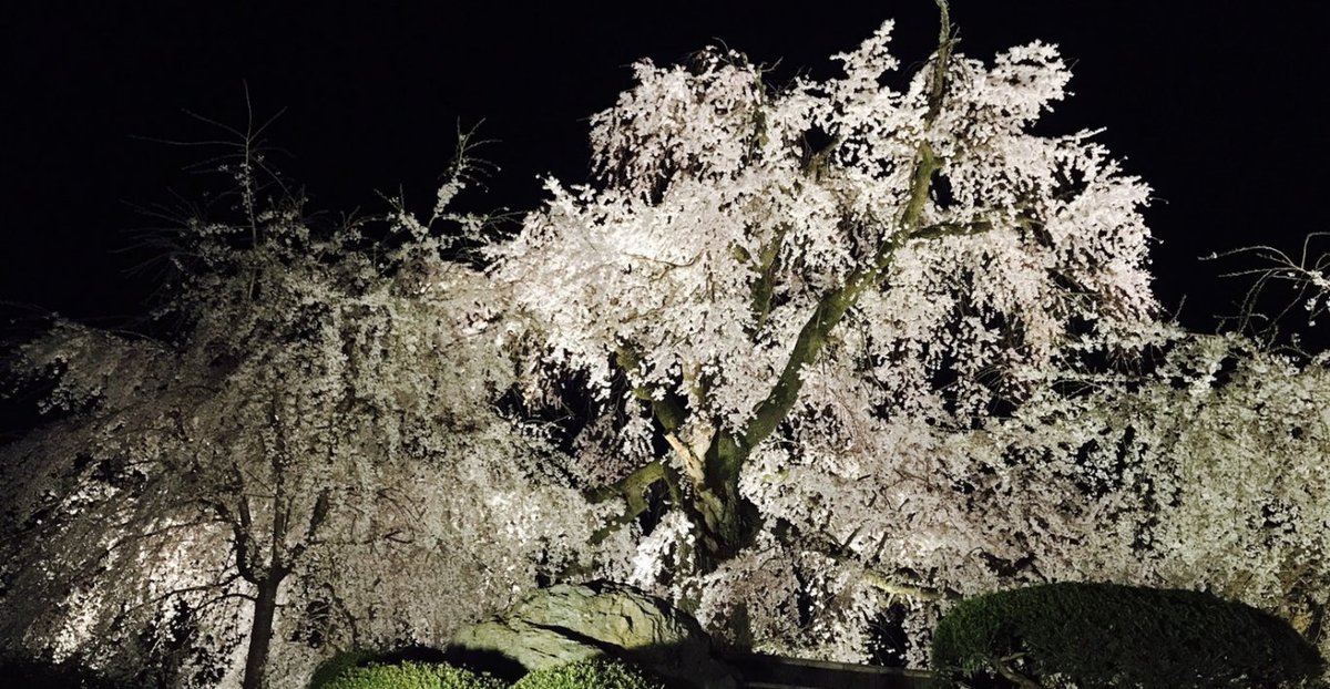 円山公園の桜