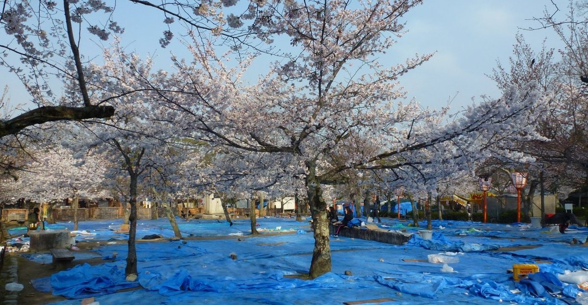 円山公園の桜