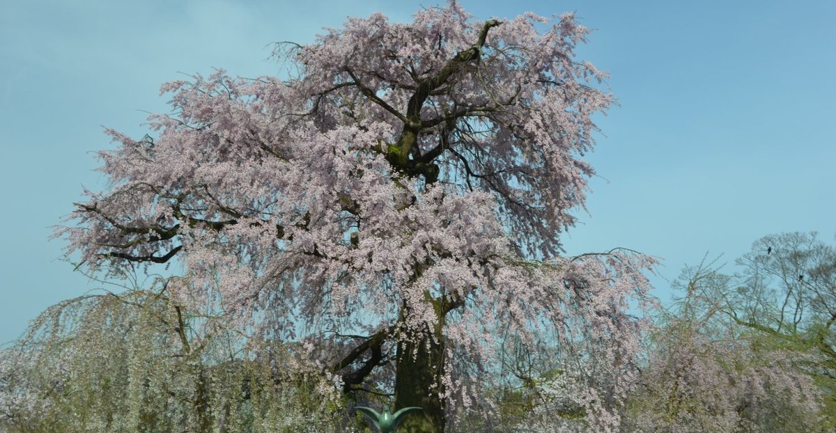 円山公園の桜