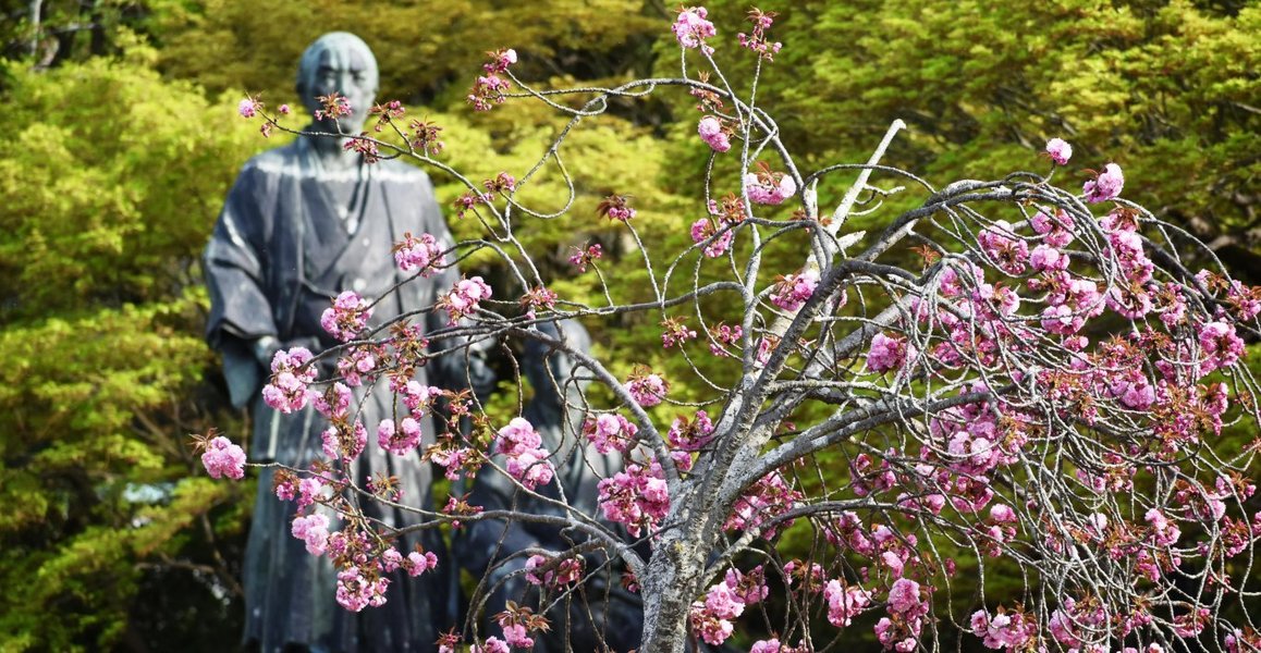 円山公園の桜