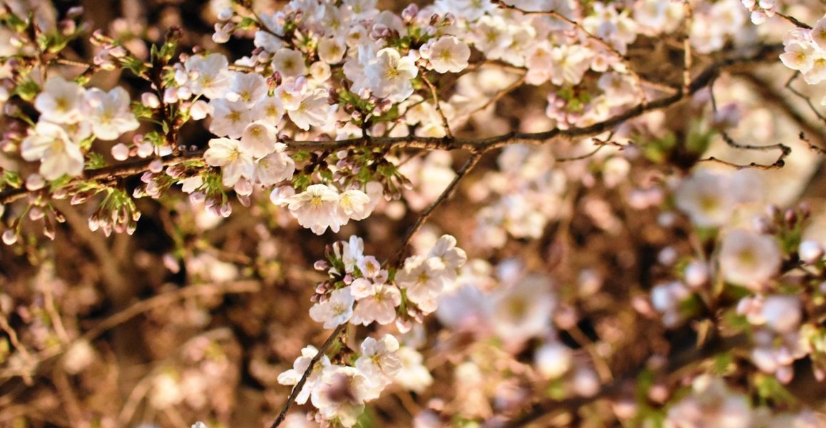 祇園白川の桜