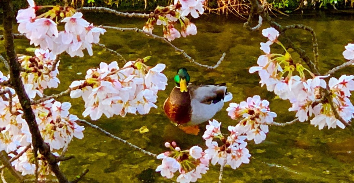 祇園白川の桜