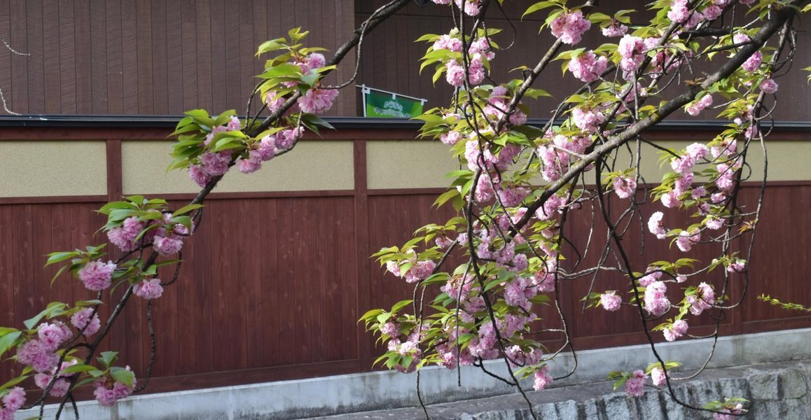 祇園白川の桜