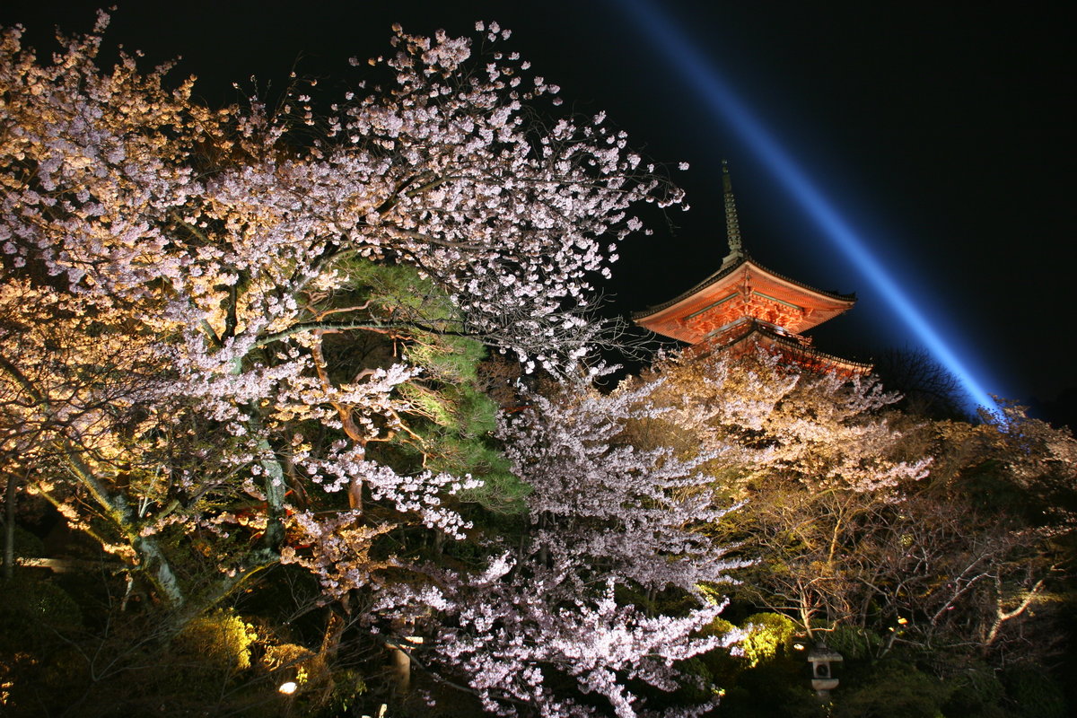 清水寺の桜