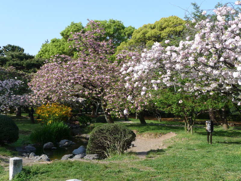 出水の小川のサトザクラ