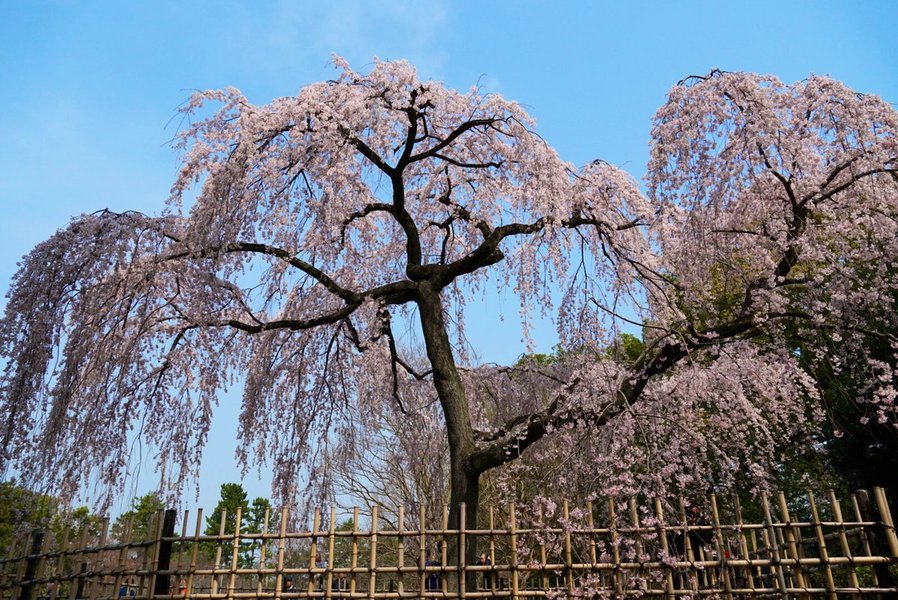 出水の枝垂桜