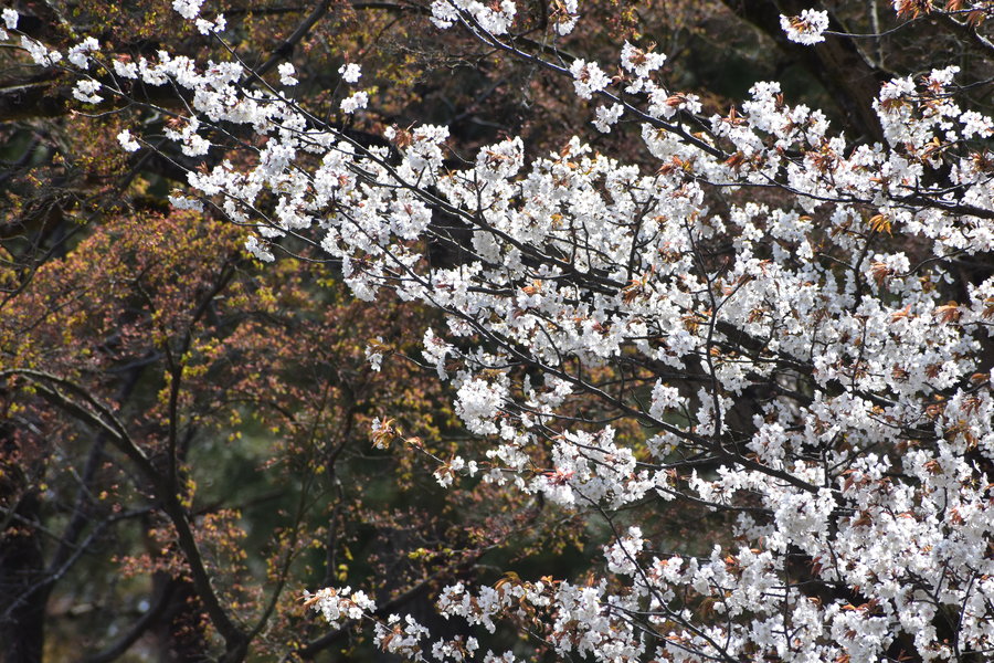 京都御苑の桜