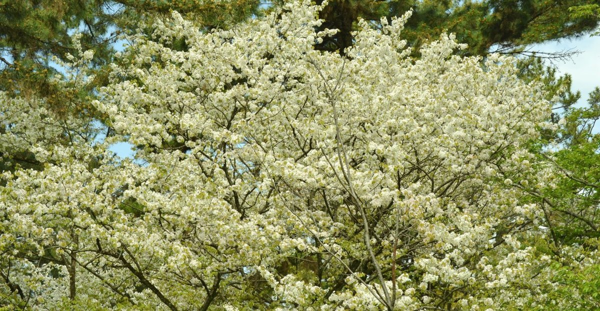 京都御苑の桜