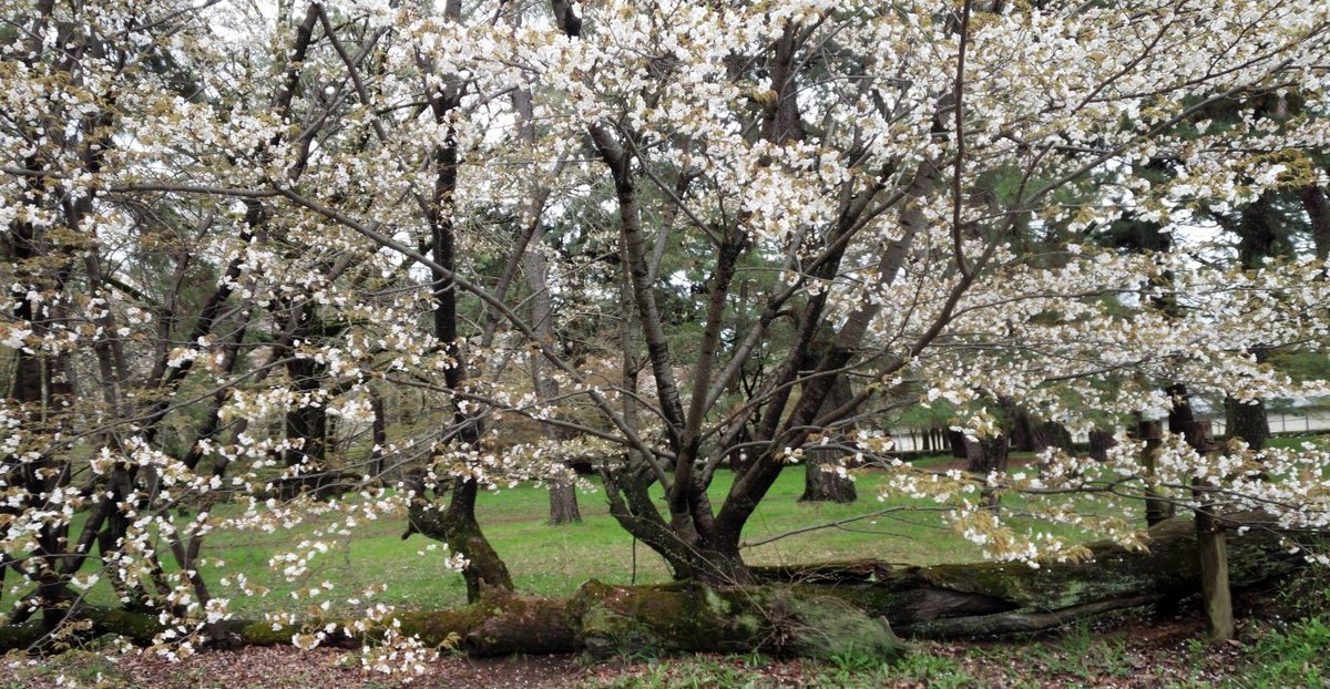 京都御苑の桜