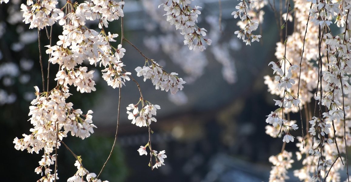 近衛邸跡の糸桜