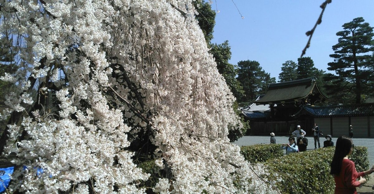 近衛邸跡の糸桜